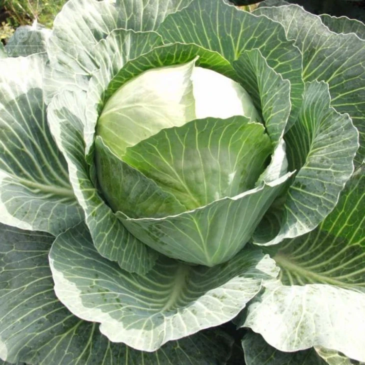 Амтрак F1 / Amtrak F1,140 дней фото 1