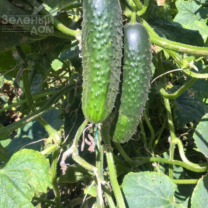 Дерія F1 / Derya F1,45 днів фото 2