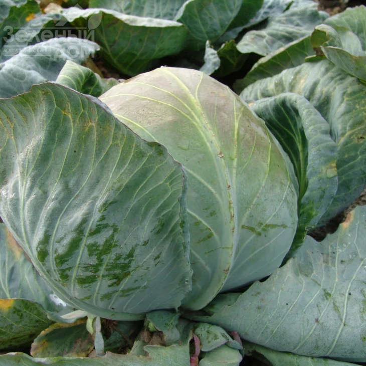 Статус F1 / Status F1,100-105 дней фото 1