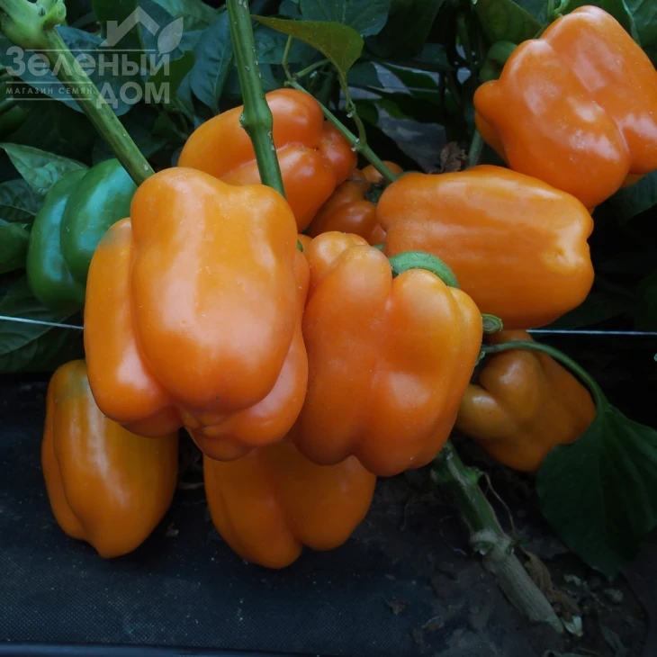 Кубиста F1 / Kubista F1 фото 2