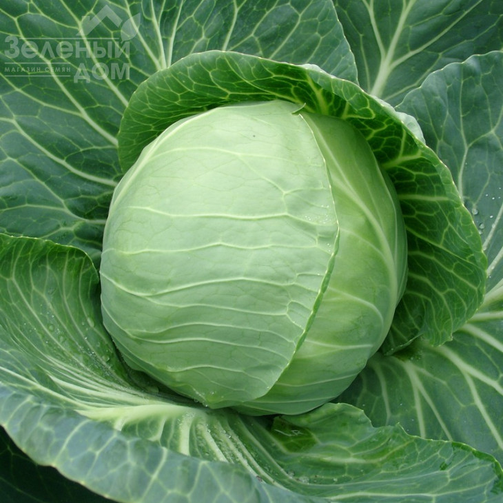 Лема F1 / Lemma F1,48-52 дні фото 1