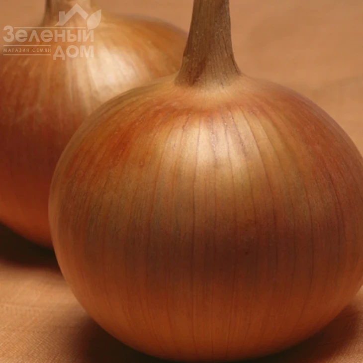 Бонус F1 / Bonus F1,100-105 дней фото 1