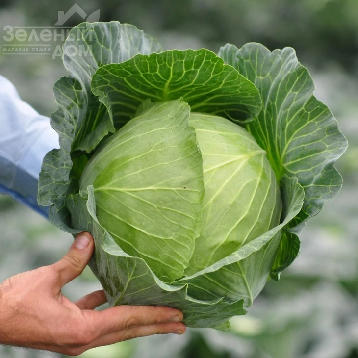 Топма F1 / Topma F1,70-75 дней фото 1