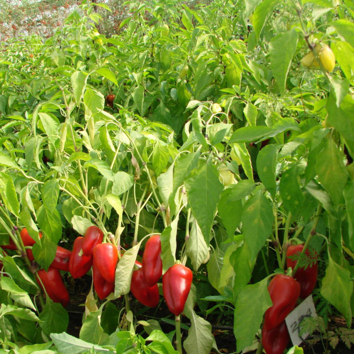 Кірілл F1/ Kirill F1 фото 2