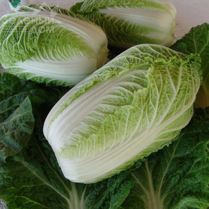 Капітол F1 / Kapitol F1,58-65 днів фото 1