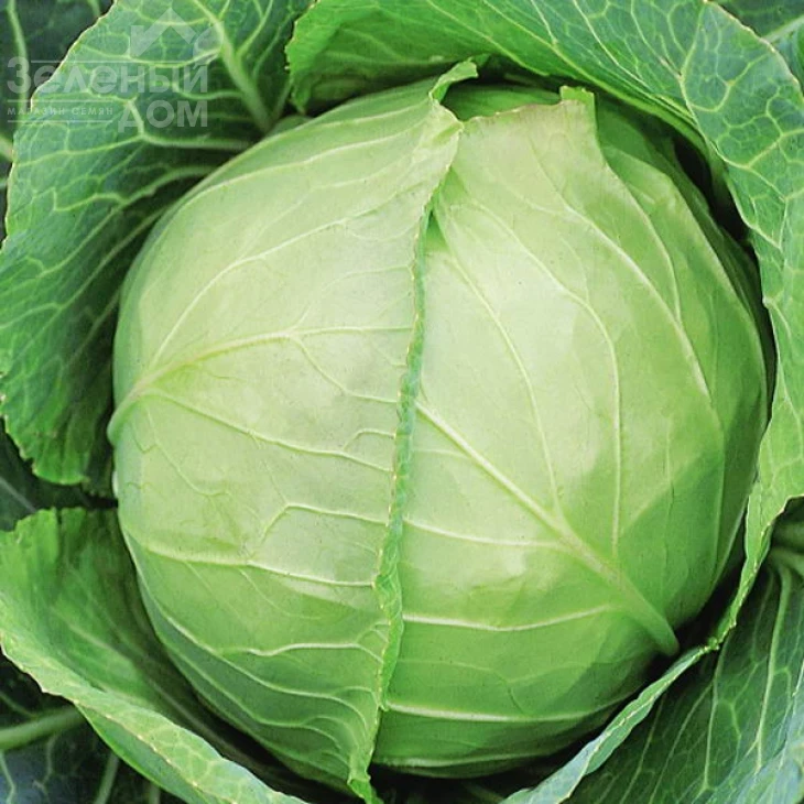 Слава / Slava фото 1