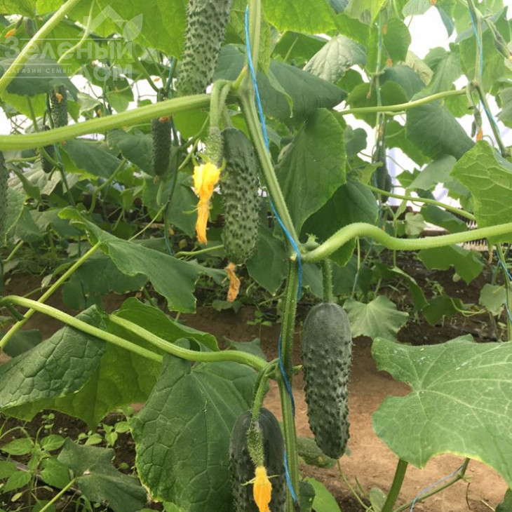 Бйорн F1 / Bjorn F1,42-45 днів фото 4