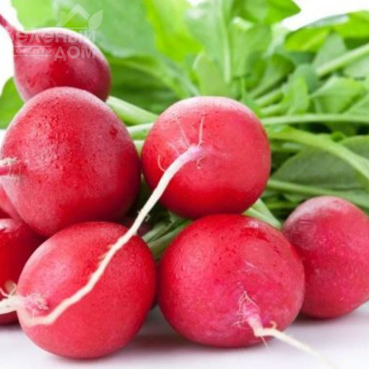 Катрена F1 / Katrena F1,20-25 днів фото 1