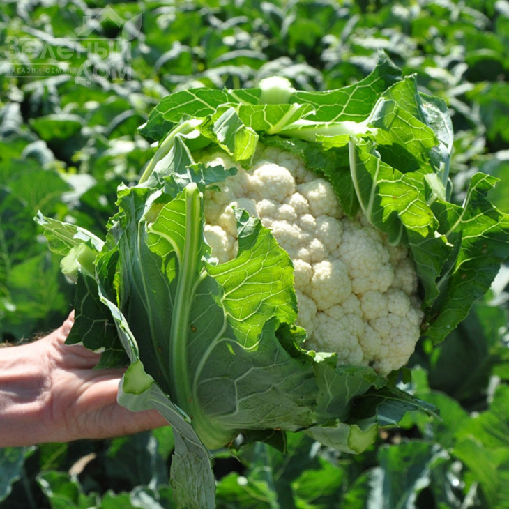 Феррара F1 / Ferrara F1,65-70 днів фото 1