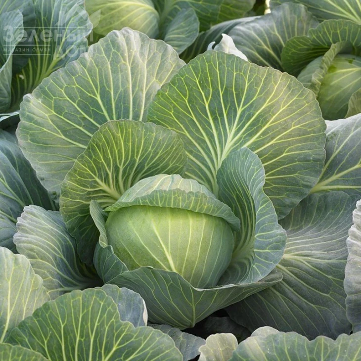 Киласис F1 / Kilasis F1 фото 1