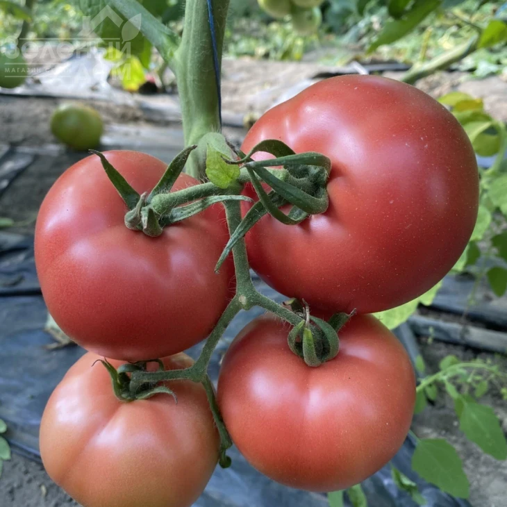 ТЛ 30002 F1 / TL 30002 F1, 60-65 дней фото 2