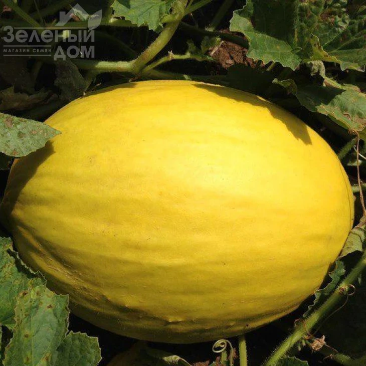 Бабор F1 / Babor F1,75 дней фото 1