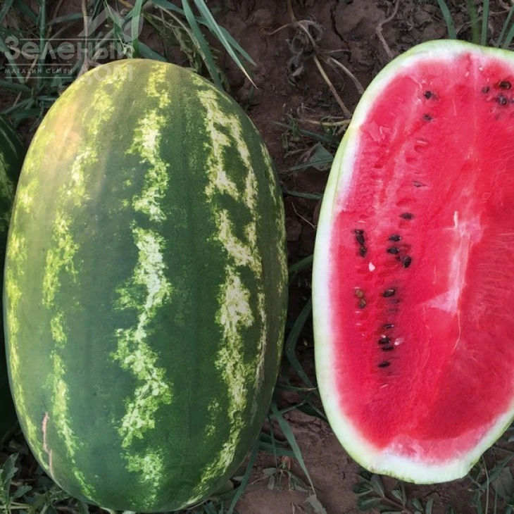 Реденза F1 / Redenza F1,60-62 дня фото 1