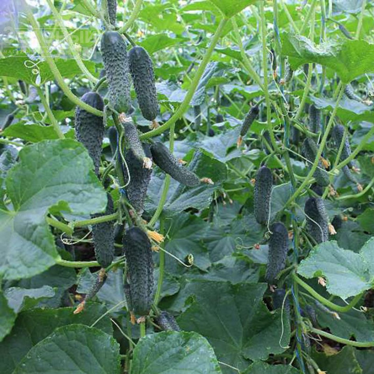 Тайгер F1 / Tiger F1 фото 1