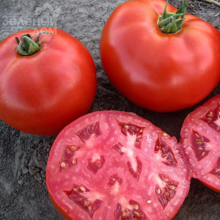 1504 F1 / 1504 F1,110 днів фото 2