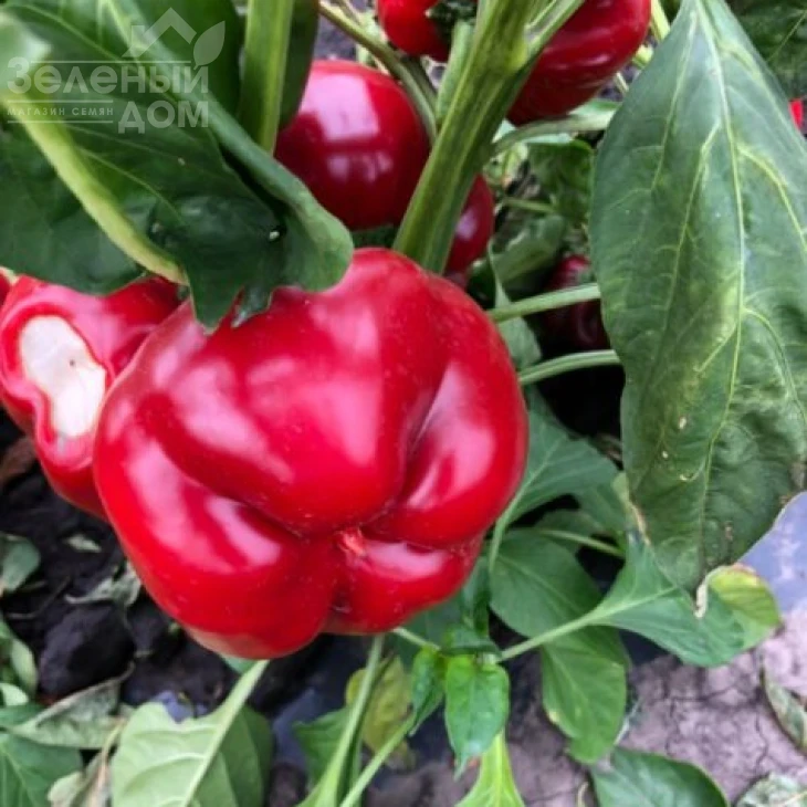 Вилд F1 / Wild F1, 70 дней фото 1