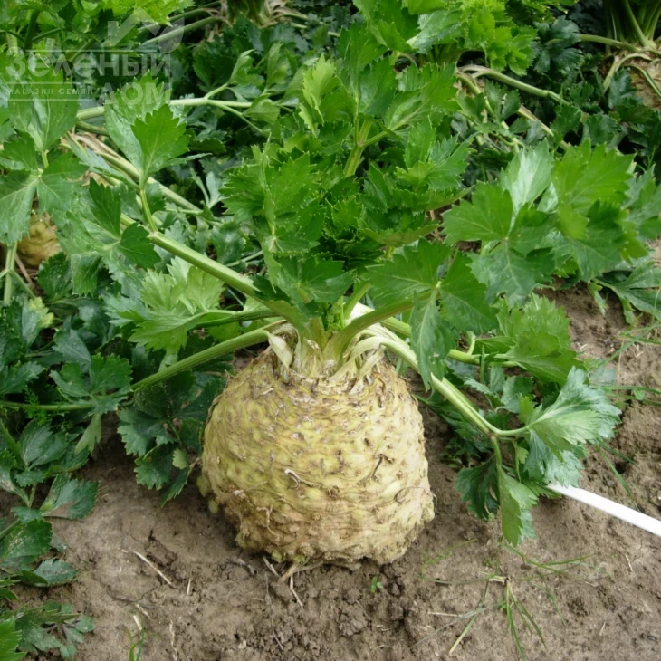 Астерикс F1 / Asterix F1, 130 дней фото 1