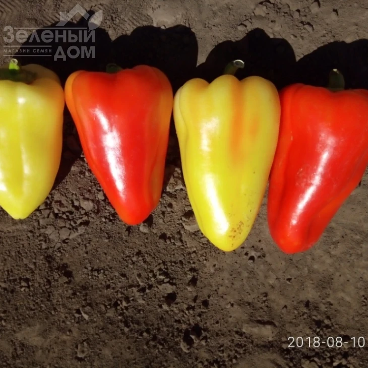 Лостун F1 / Lostun F1, 60-63 дня фото 6