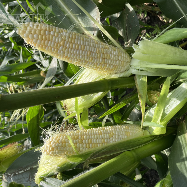 Айрон F1 / Ayron F1, 74 дні фото 4