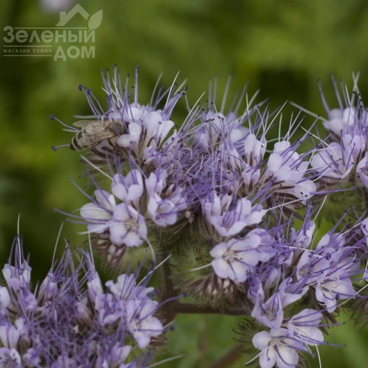 Фацелия / Faceliya фото 1