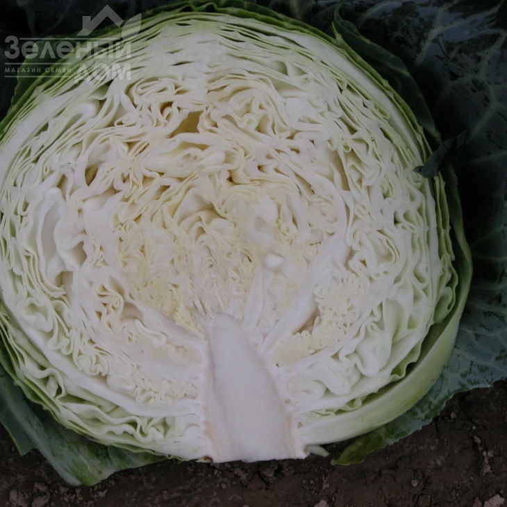 Мидор F1 / Midor F1,90-105 дней фото 2