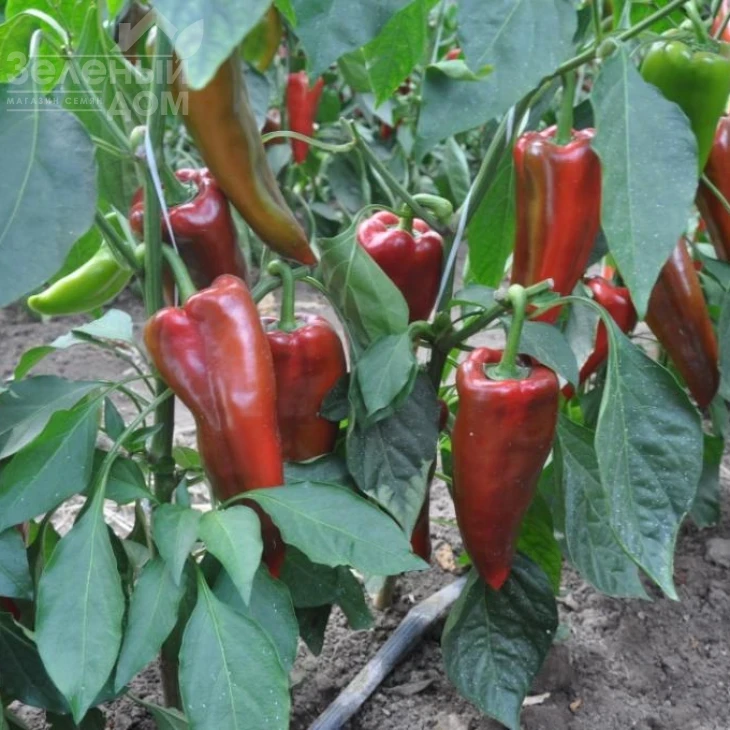 Супер Кап F1 / Super Cаp F1, 60-65 дней фото 1