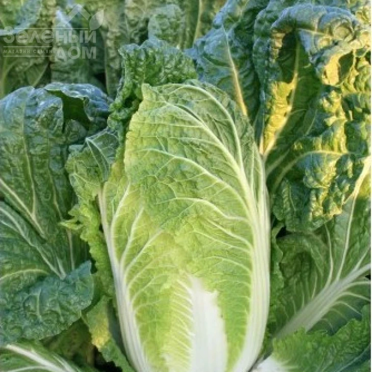 Кьюстар F1 / Questar F1,55 дней фото 1