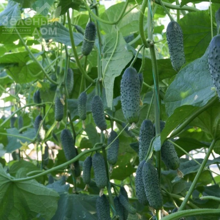 Дерия F1 / Derya F1,45 дней фото 3