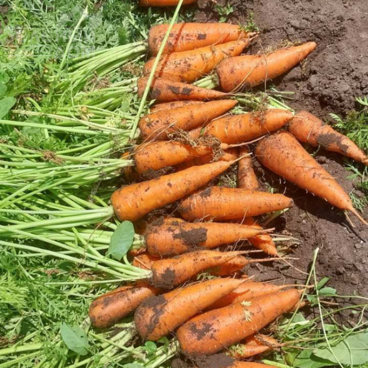 Абразо F1 / Abrazo F1,88–92 днів фото 1