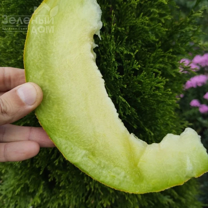 Нора (INX 1234) F1 / Nora (INX 1234) F1,55 дней фото 3