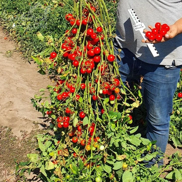 Чери Блоссом F1 / Cherry Blossom F1 фото 5