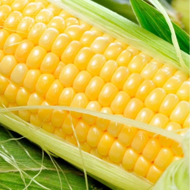 Ноа F1 (SH2) / Noa F1 (SH2),72-73 дня фото 2