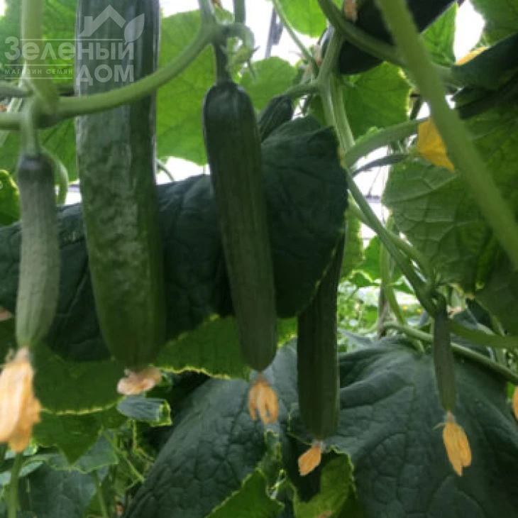 Базис F1 / Bazis F1,45 дней фото 4