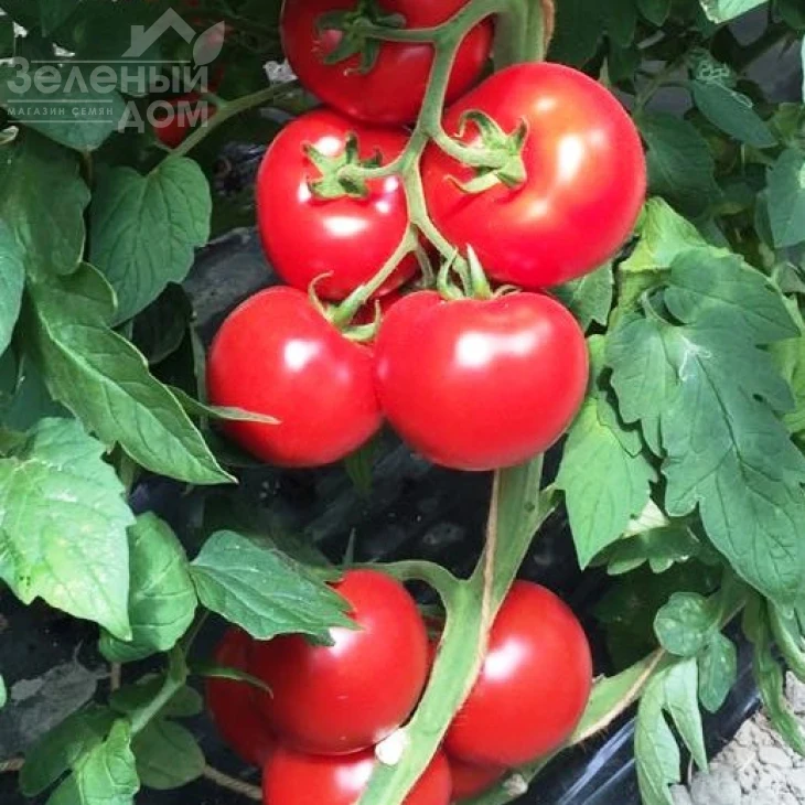 Аламина F1 / Alamina F1,105-115 дней фото 1