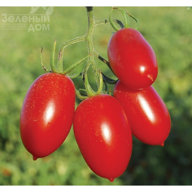 Санміно F1 / Sanmino F1,65-70 днів фото 1