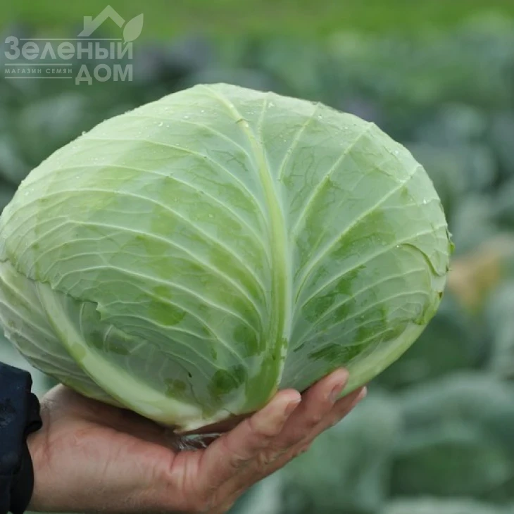 Джинтама F1 / Gintama F1,90-110 дней фото 2