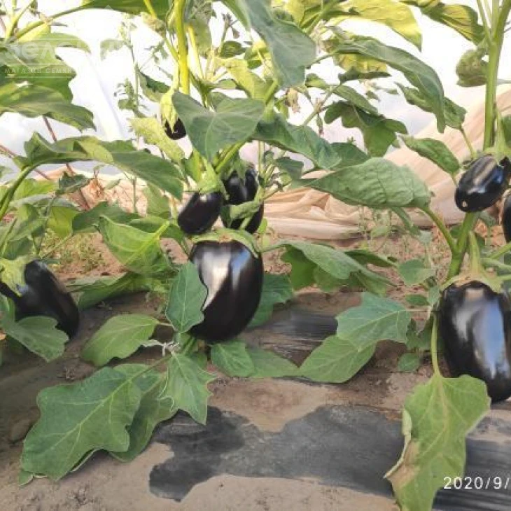 Регтайм (INX 804) F1 / Regtime (INX 804) F1,80-85 дней фото 1