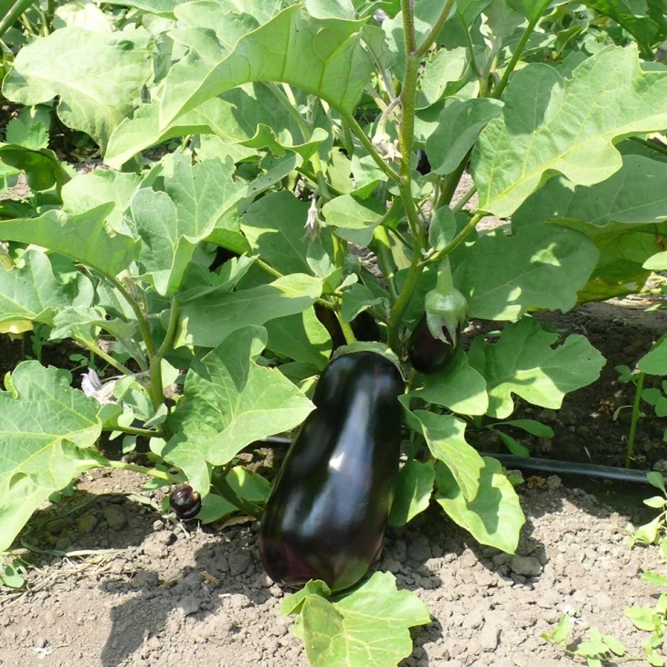 Модар F1 / Modar F1, 60 дней фото 3