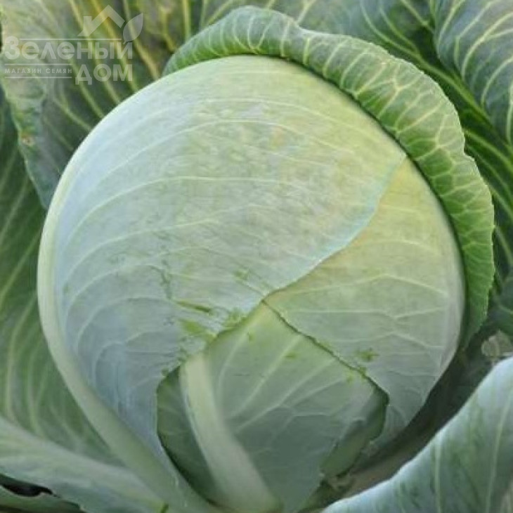 Гілсон F1 / Gilson F1,125-130 днів фото 1