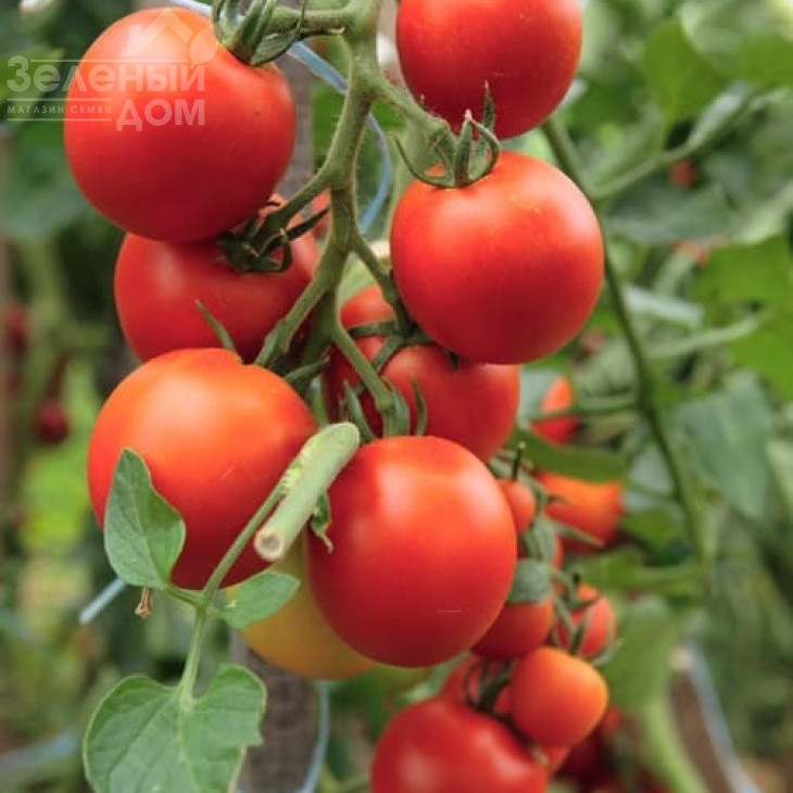 Торнадо F1 / Tornado F1,90-100 днів фото 1