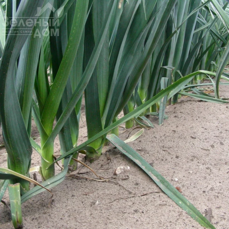 Джампер F1 / Jumper F1,85-90 дней фото 3