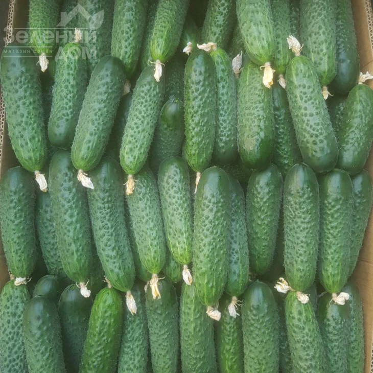 Кассіус F1 / Cassius F1,32-35 днів фото 1