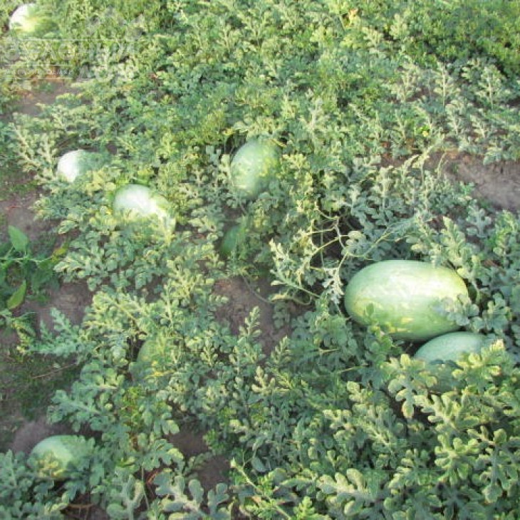 ЛС 1803 F1 / LS 1803 F1 фото 3