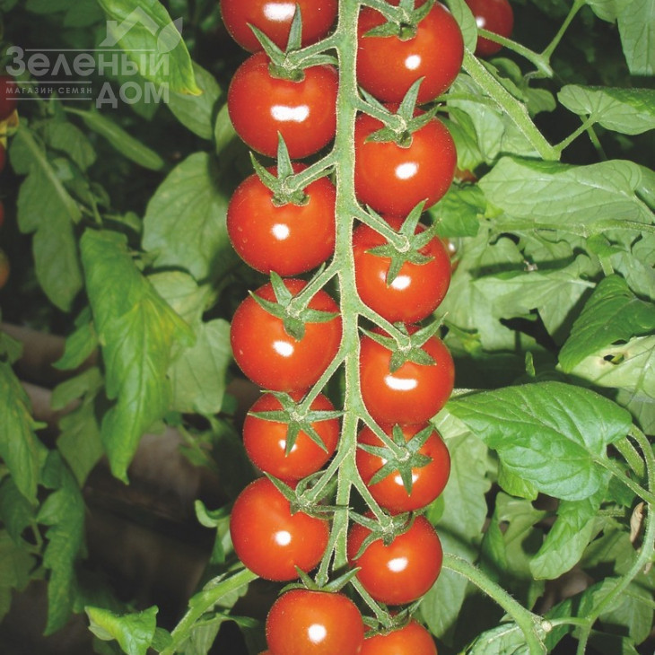 Сакура F1 / Sakura F1 фото 4