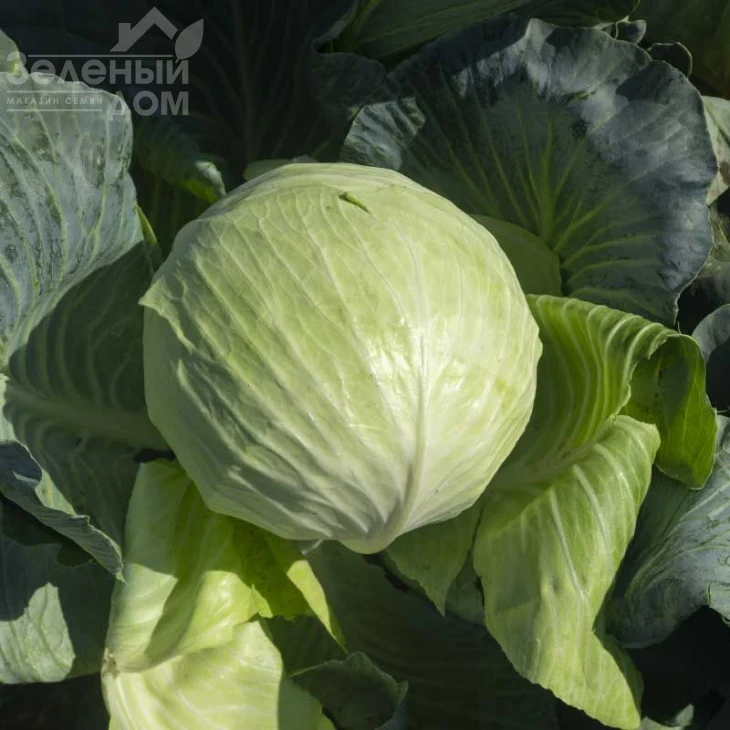 Саксесор F1 / Saksesor F1,110-115 дней фото 3