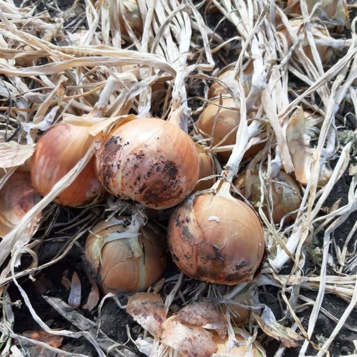 Джела F1 / Dzhela F1, 100-110 дней фото 3