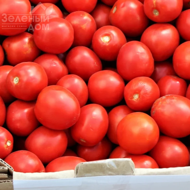 Альбаросса F1 / Albarossa F1 фото 1