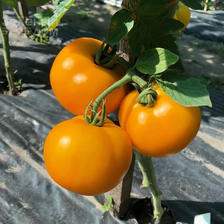 Еллоу Болл F1 / Yellow Ball F1,100 дней фото 1