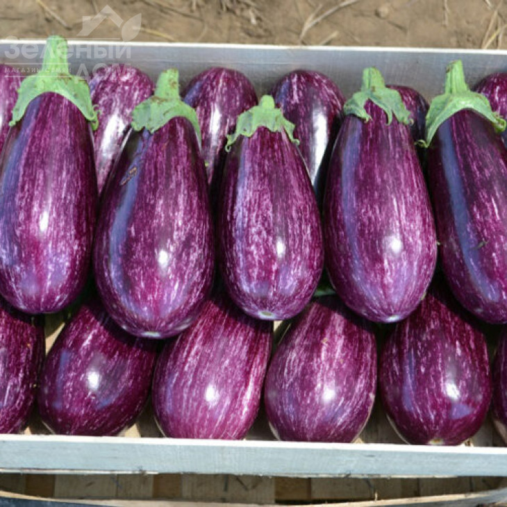 Ріко F1 / Riko F1,70 днів фото 2