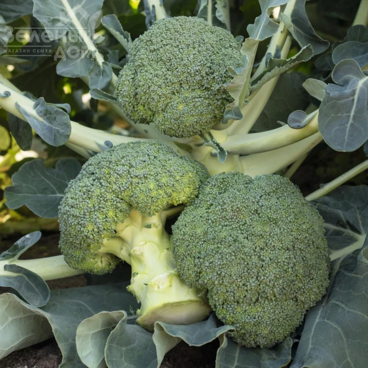 Батавия F1 / Batavia F1,65-68 дней фото 3